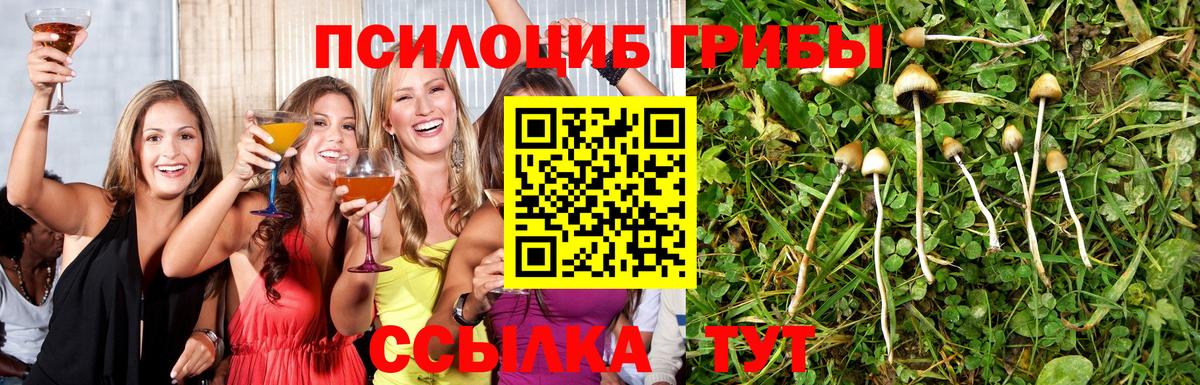 Галлюциногенные грибы Psilocybine cubensis  Псилоцибиновые грибы прущие грибы  Качканар 